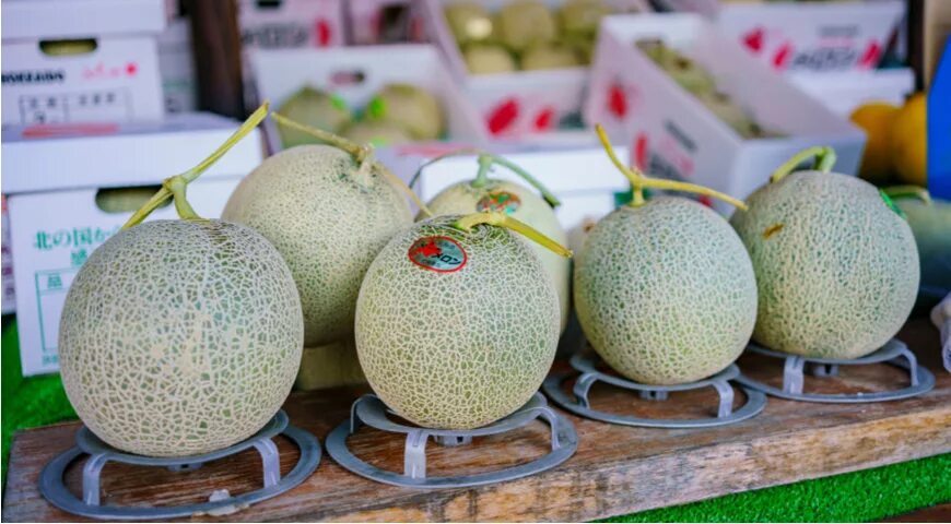 Дорогие дыня. Дыня сорт япония. Королевская дыня. Дыня хоккайдо хихара. Королевская дыня юбари.