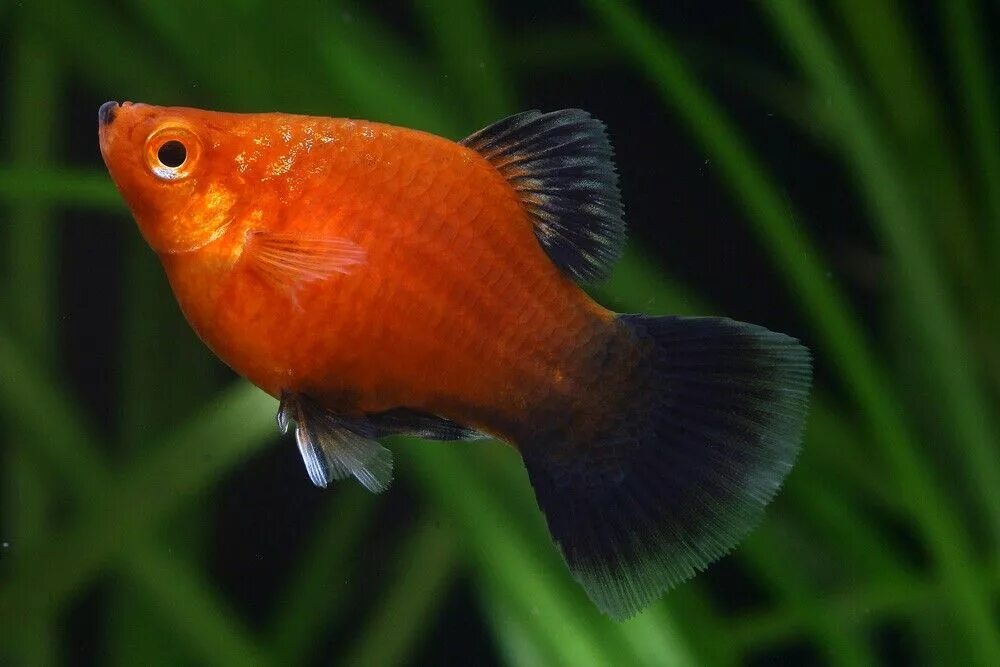 малек рыбки гуппи погиб. гуппи кои. мертвая гуппи в аквариуме. мальки гуппи. недоношенные мальки гуппи.