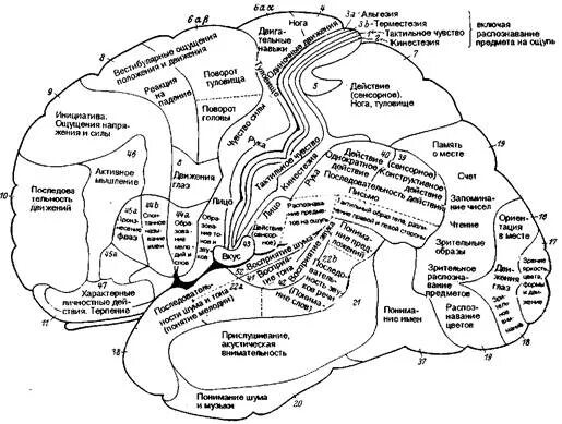 Мозг поля Бродмана. Локализационная карта Клейста. К Клейст локализационная карта мозга. Головной мозг цитоархитектонические поля Бродмана. Локализация психических функций в мозге