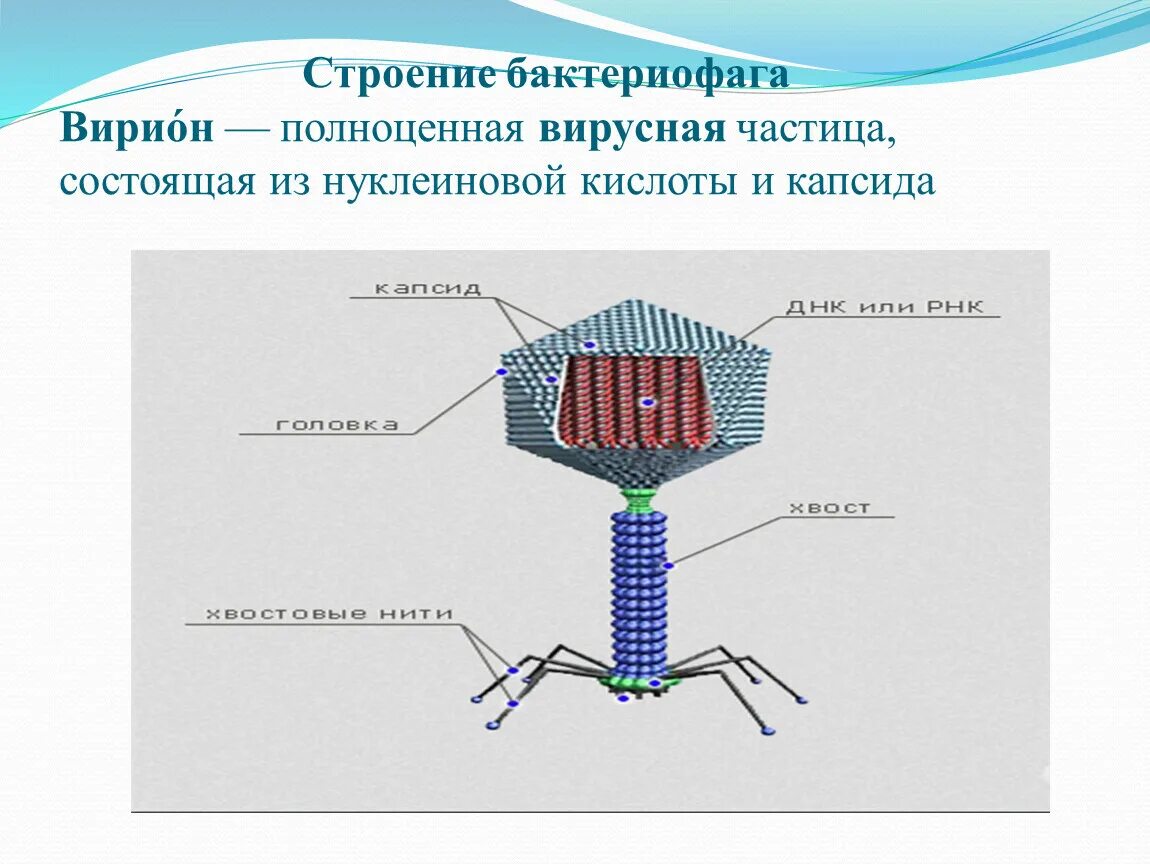 Бактериофаг строение капсид. Строение вириона бактериофага. Строение вириона микробиология. Капсид вируса бактериофага.