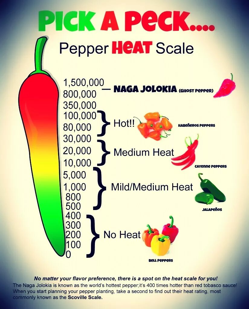 Шкала Сковилла перец Чили. Перец халапеньо шкала Сковилла. Таблица Сковеля перцев. Шкала жгучести Сковилла перец Чили.