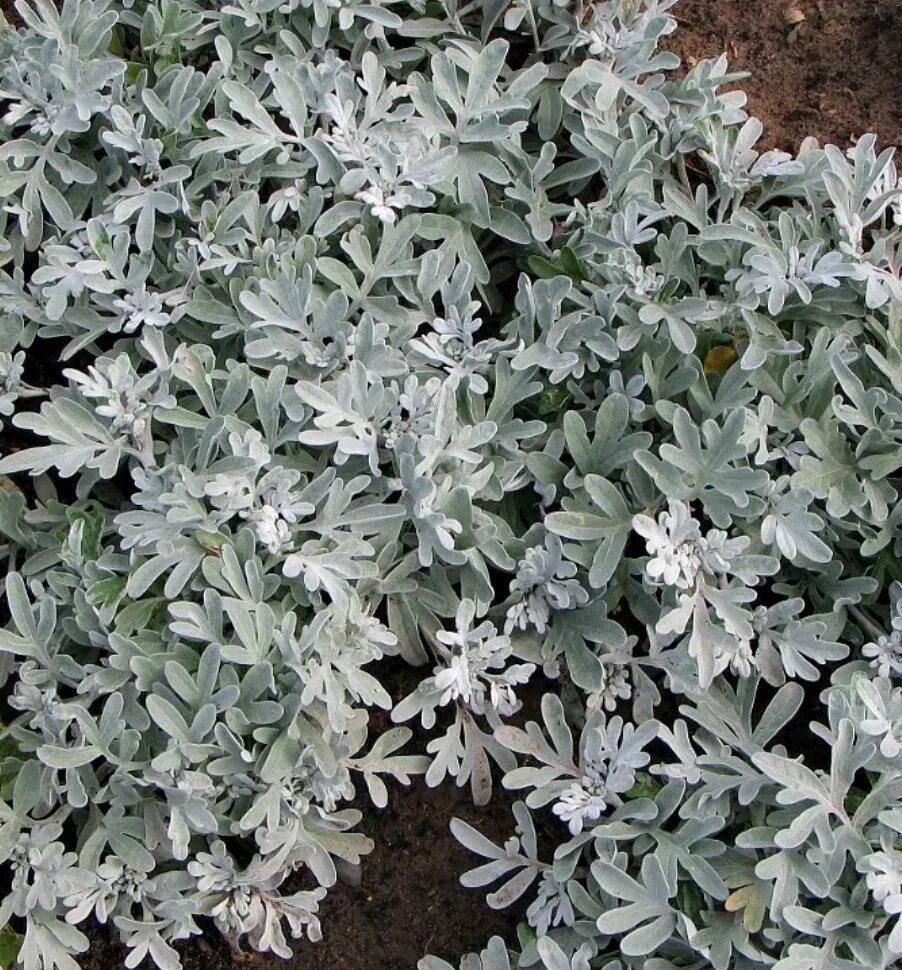 ARTEMISIA ludoviciana 'Valerie Finnis' Herbaceous perennials, Ornamental grasses