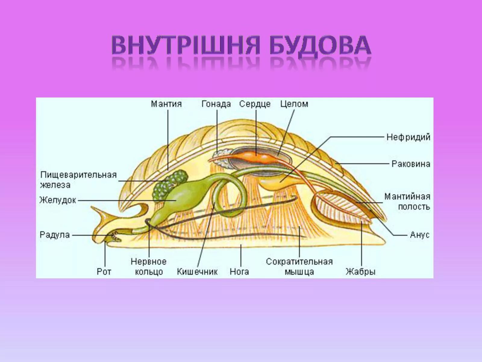 Между какими из перечисленных организмов. Строение моллюсков брюхоногих раковина мантия. Брюхоногие моллюски мантия. Строение прудовика обыкновенного. Двустворчатые моллюски мантийная полость.