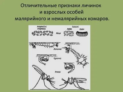 Взрослых особей