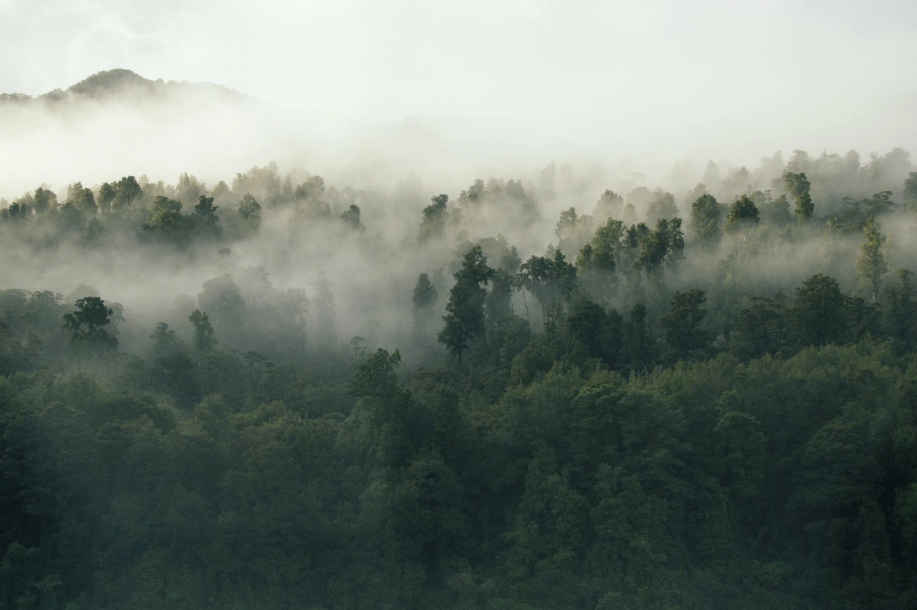 Вдруг навалился густой туман как будто стеной. Лес в тумане. Туман над лесом. Горы в тумане. Лес в дымке.