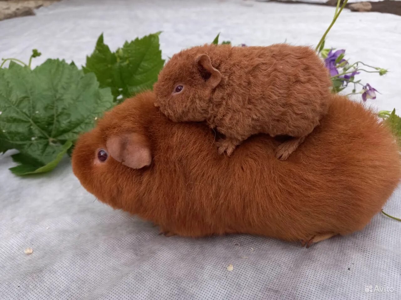 морская свинка тедди. морская свинка американский тедди. морская свинка швейцарский тедди. морская свинка американский тедди. морская свинка тедди гладкошерстная.