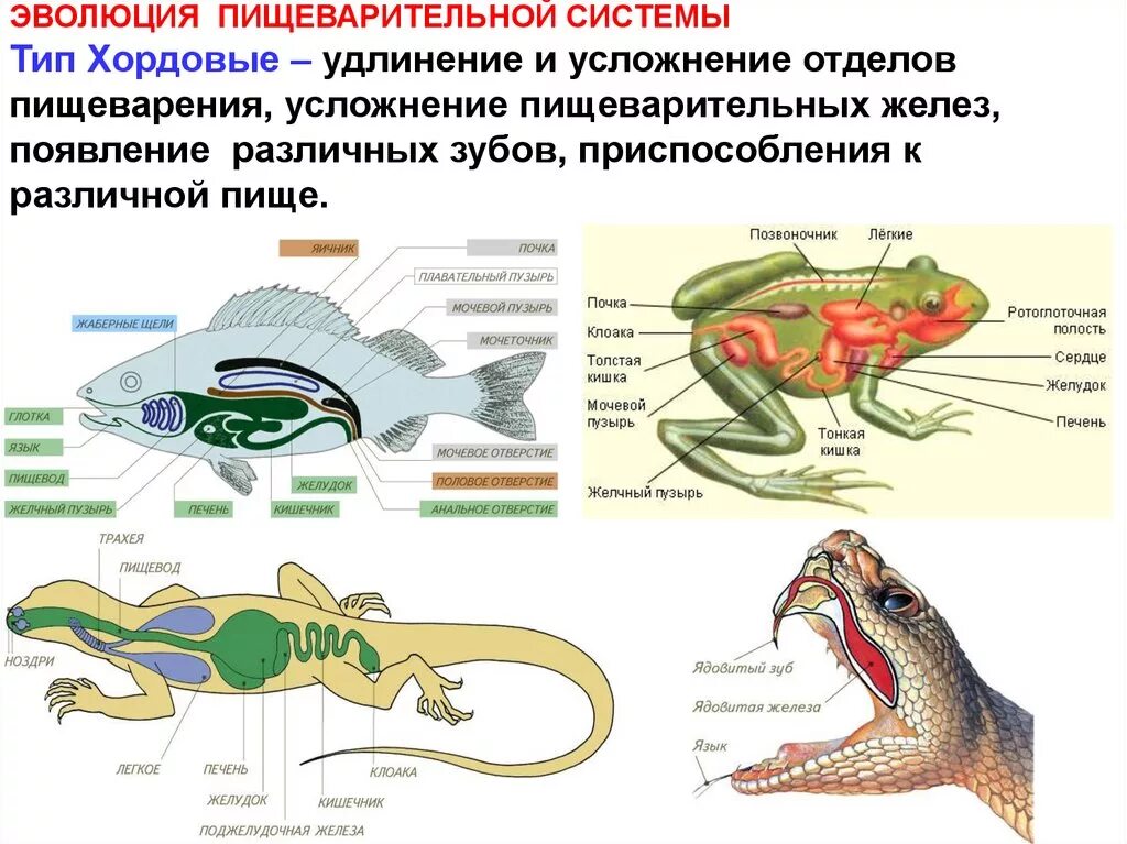 Эволюция пищеварительной системы хордовых животных. Строение пищеварительной системы хордовых. Эволюция систем органов животных пищеварительная система. Тип Хордовые пищеварительная система биология 7 класс. Происхождение пищеварительной системы