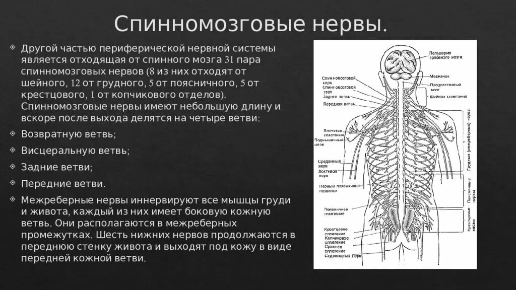 Периферическая нервная система спинной мозг нервы. Периферическая нервная система строение ветви спинномозговых нервов. Спинномозговой отдел периферической нервной системы. Спинномозговые нервы в нервной системе.