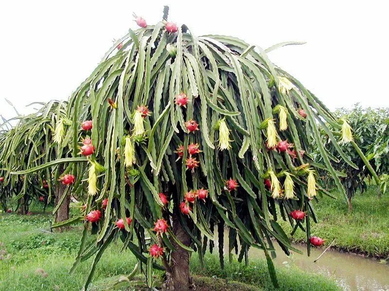 фузариоз кактуса. опробковение кактуса. кактус чойя. кактус сухой. фузариоз кактуса.