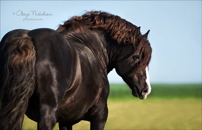 Horse на русском
