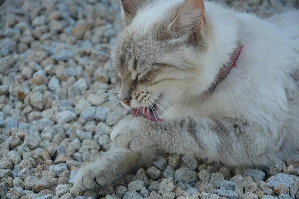 Кот ест наполнитель. Кот ест песок из лотка. Почему котенок ест наполнитель. Довольная кошка на кошачьем лотке. Почему коты топчутся лапами