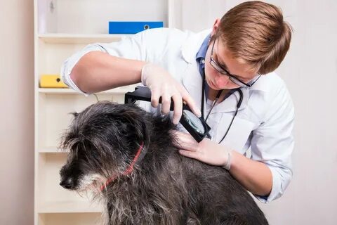 Клиническая диагностика животных