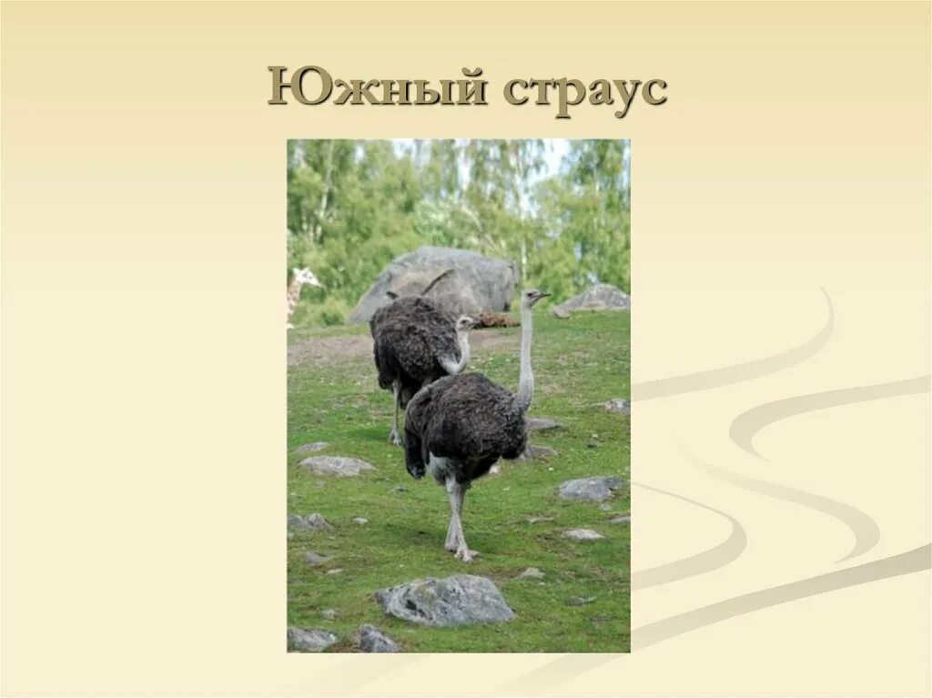 Отряд страусы. Представители страусообразных. страусы представители. отряд страусов. страусиные отряд представители.