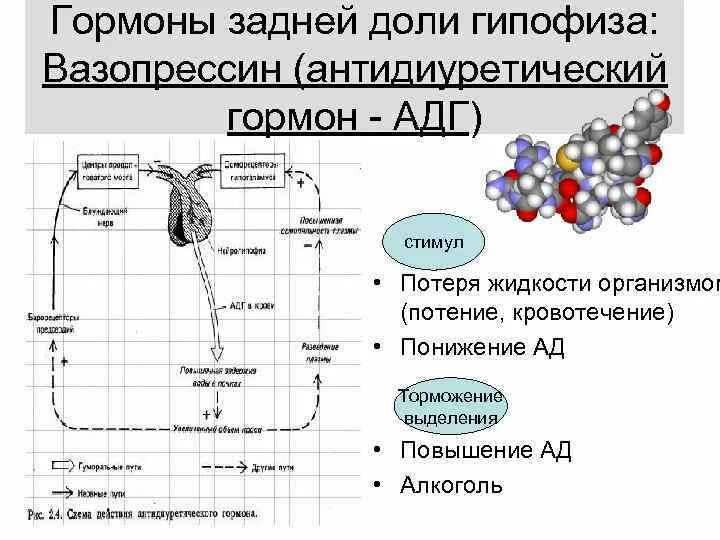 Антидиуретический гормон гипофиза. Антидиуретический гормон (АДГ). Антидиуретический гормон вазопрессин. АДГ вазопрессин это гормон. Гуморальная регуляция вазопрессин.