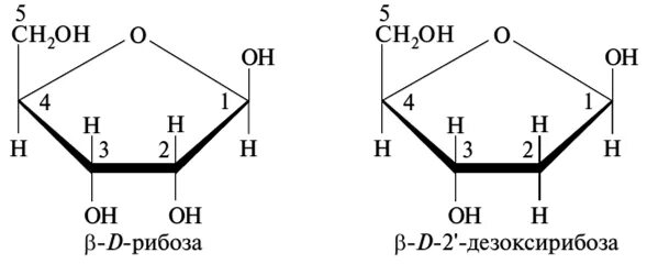 Функции рибозы. Образование гликозидов рибозы. Бетта д дезоксирибоза. Рибоза строение. Структура дезоксирибоза.