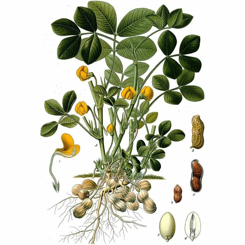 Арахис орех или боб. Арахис семейство бобовых. Арахис дерево. Цветущий арахис. Арахис культурный арахис культурный строение.