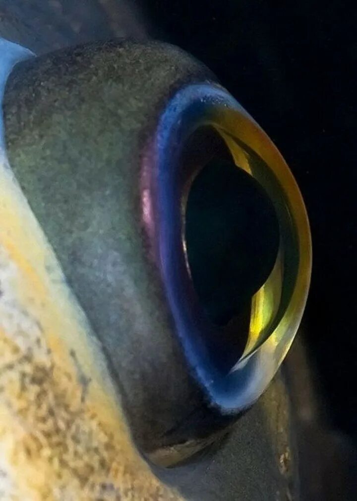 Какие глаза у рыб. Глаз рыбы. Рыбий глаз. Рыбьи глазки. Рыбий глаз рыба.