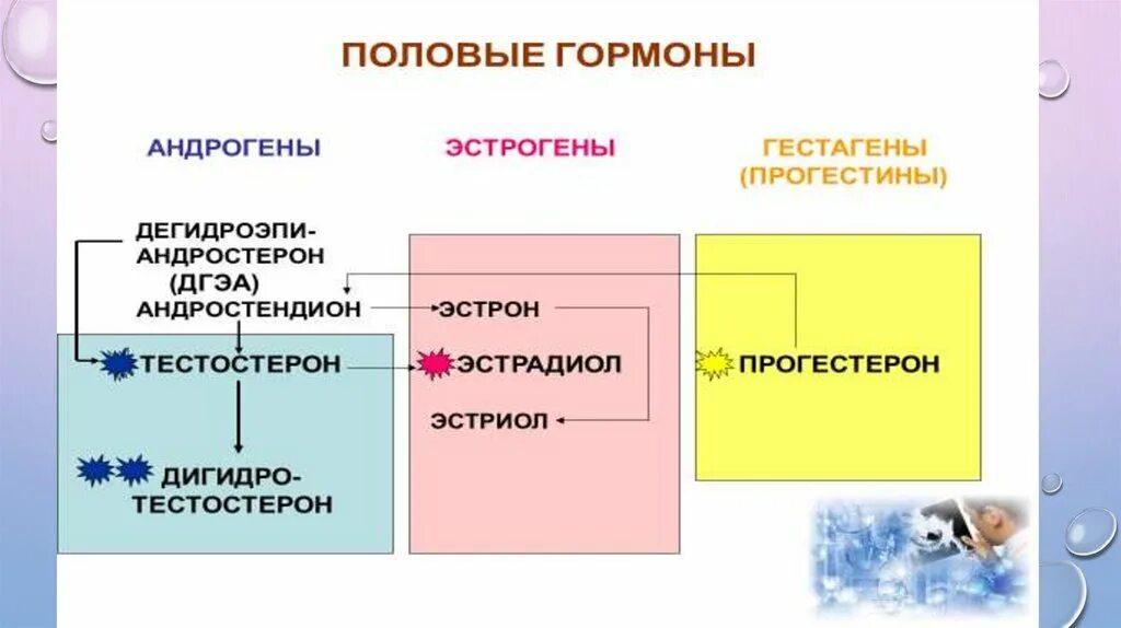 3 женские половые гормоны. Половые гормоны. Перечень половых гормонов. Расположение половых гормонов. Гормоны общее представление.