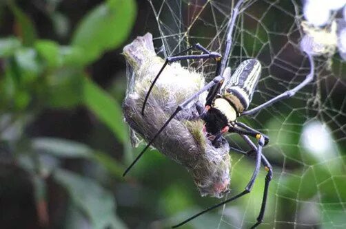 паук птицеед на охоте. ужасные обитатели австралии. тарантул птицеед голиаф. тарантул голиаф. паук ест птицу.