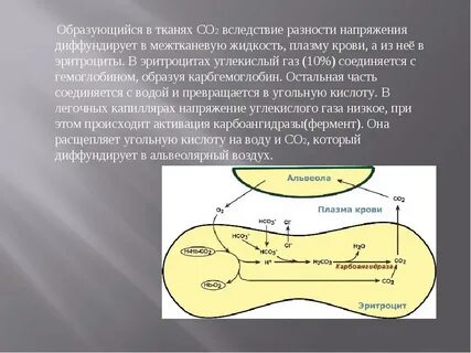 Образуется из плазмы