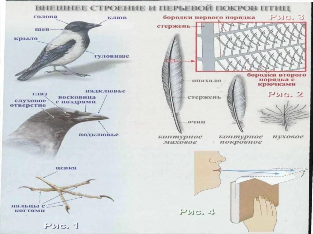 Характеристика перьев птиц. Лабораторная биология 7 класс строение птицы. Строение пера птицы 7 класс биология. Внешнее строение и перьевой Покров птиц. Строение пера птицы биология.