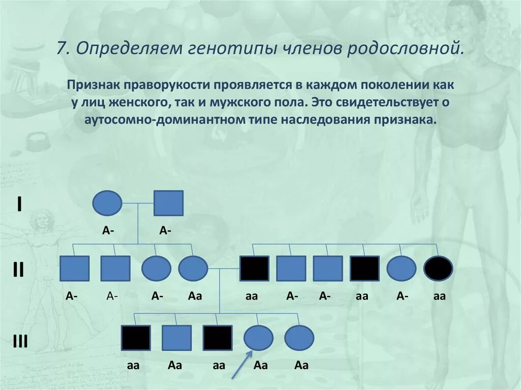 Отметь генотип. Родословная по цвету глаз. Родословная по признаку цвета глаз. Составление родословной по цвету глаз. Родословная по цвету глаз генетика.