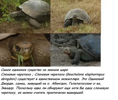 Слоновая черепаха где обитает
