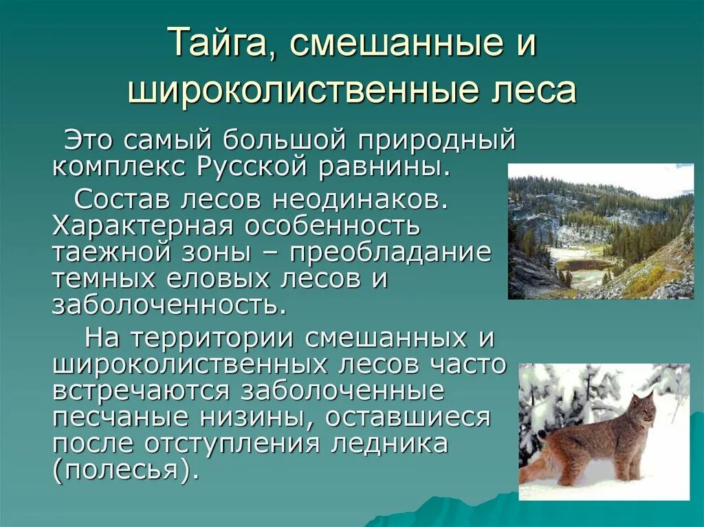 Информация о природно хозяйственных зонах. Зона тайги и смешанных лесов. Тайга смешанные и широколиственные леса. Особенности тайги смешанных и широколиственных лесов. Природные зоны тайги смешанных и широколиственных лесов.