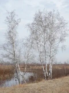 30 береза