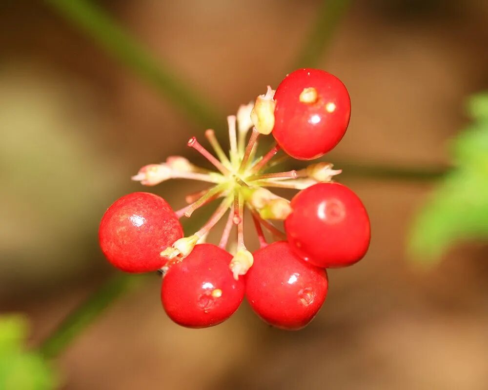 Женьшень цветение. Женьшень настоящий (panax ginseng). Ягоды женьшеня. Съедобны ли ягоды женьшеня. Женьшень ягоды.