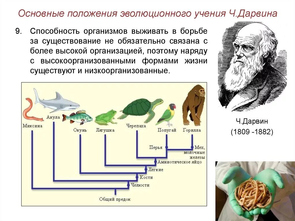 Основоположник учения об эволюции. Схема эволюции дарвина. основные положения учения дарвина о борьбе за существование. инфографика эволюционное учение.
