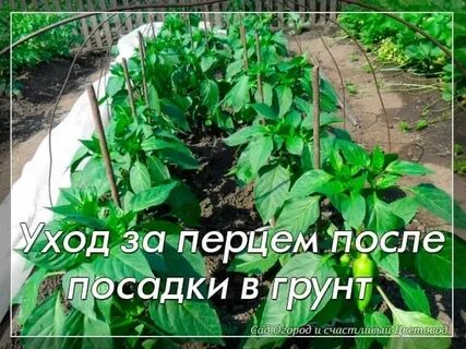 Грунт под перцы