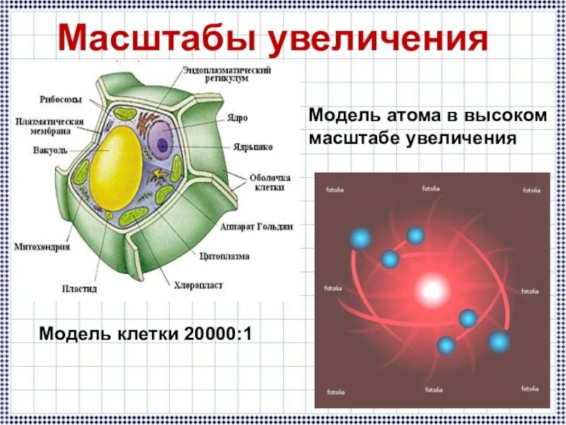 Масштаб увеличения это. Масштаб в биологии. клетка и атом. масштаб клетки. размер атома клетки и человека.