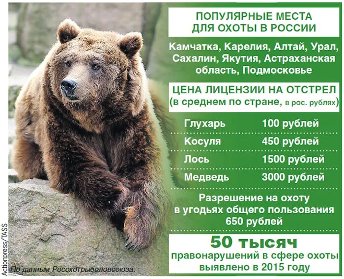 Разрешение на лося. Лицензия на медведя. Разрешение на отстрел животных. Разрешение на отстрел медведя. Разрешение на добычу медведя.
