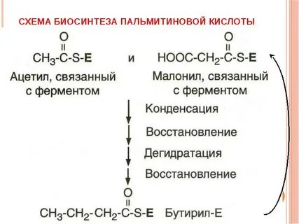 Пальмитиновая кислота остаток название