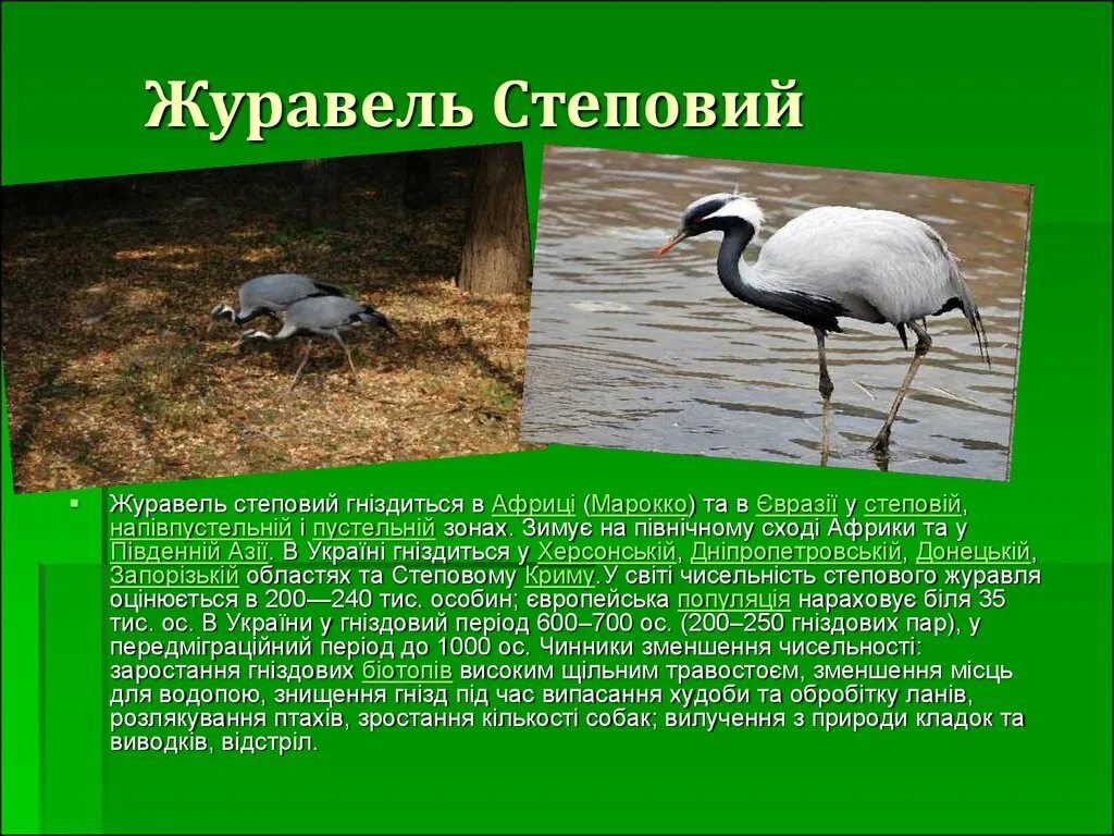 Журавли красавки краткое описание. Серый журавль. Журавль для дошкольников. Серый журавль описание для детей. Журавль описание птицы.