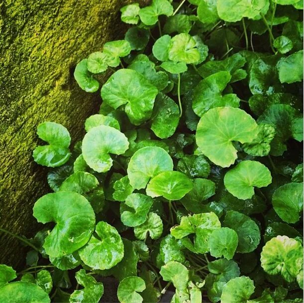 Готу кола польза. Центелла азиатская Centella Asiatica. Центелла азиатская Gotu kola. Центеллы азиатской (Готу кола. Centella Asiatica растение.