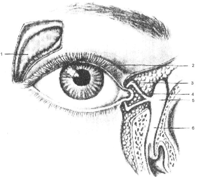 Слезный аппарат анатомия. Слезный мешок , saccus LACRIMALIS.. Анатомия глаза слезный мешок. Слёзная железа анатомия. Слезные железы вспомогательный аппарат