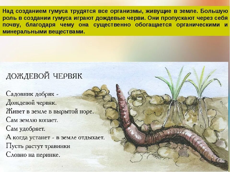 Прочитай рассказ уважайте жизнь дождевого червя. Дождевые черви описание для детей. стихи о дождевых червях.