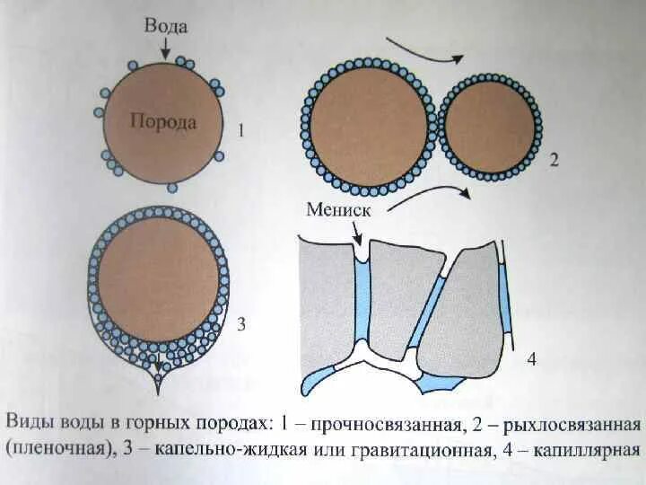 Особенности строения связанной воды