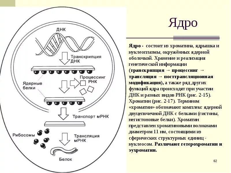 Синтез белков ядра происходит в. Транскрипция ДНК В МРНК. Транскрипция и трансляция в биологии. Процессы происходящие с генетической информацией клетки. Транскрипция это в генетике.