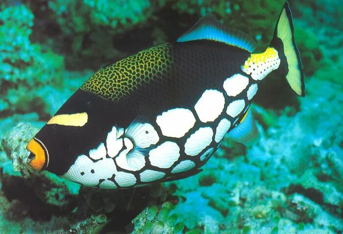 Спинорог титан рыба. Рыба носорог мальдивы. Рифовые рыбы мальдив. Рыба с длинным носом фото и название. Рыбы коралловых рифов мальдивы.