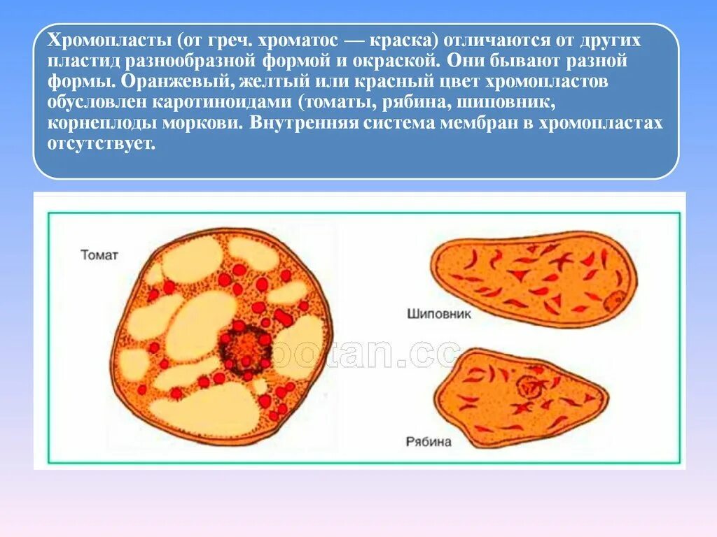 Клетка мякоти рябины. Строение клетки мякоти плода томата. Строение хромопласта томата. Клетка мякоти томата рисунок. Строение клетки мякоти томата.