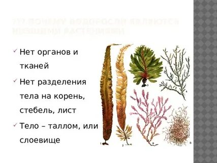 У водорослей есть листья