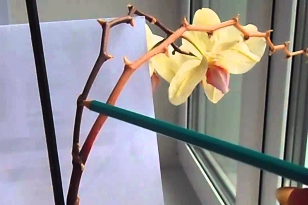 Цветонос ОТЦВЕТШЕЙ орхидеи. Орхидея фаленопсис выпустила цветонос. Отцвевший цветонос у орхидеи. Цветонос у орхидеи. Орхидея в горшке желтеют листья