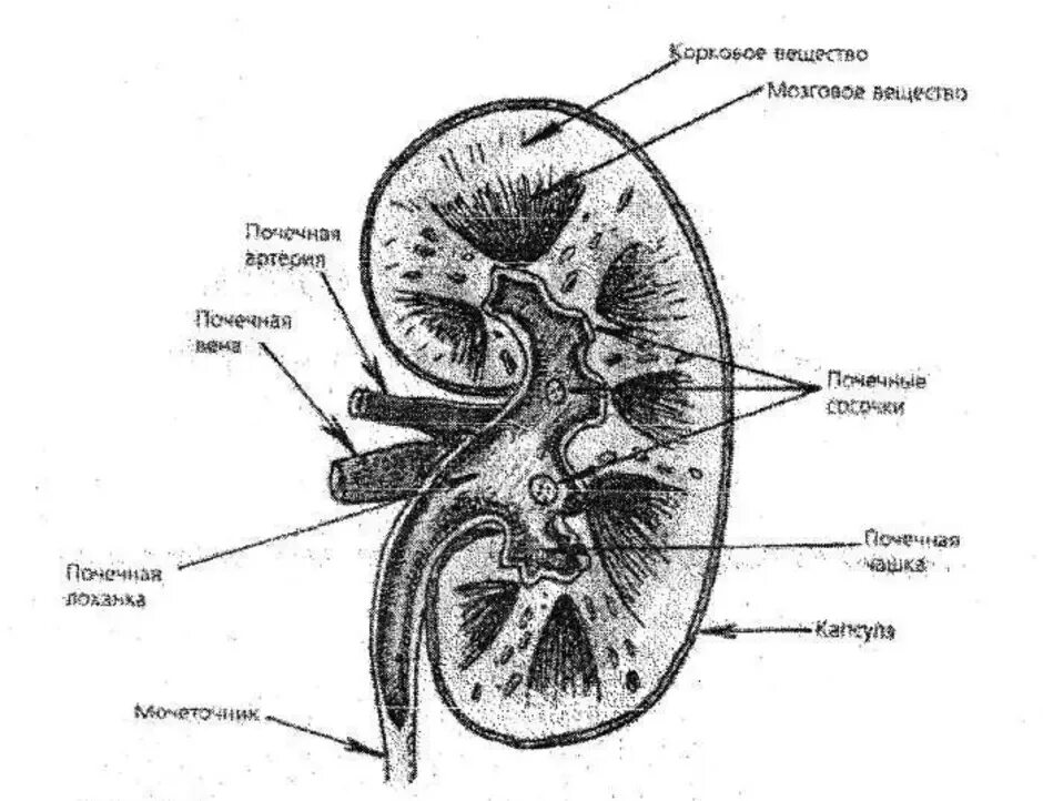 Строение почки человека анатомия рисунок. Строение почки во фронтальном разрезе. Строение почки поперечный разрез. Строение почки анатомия чб.