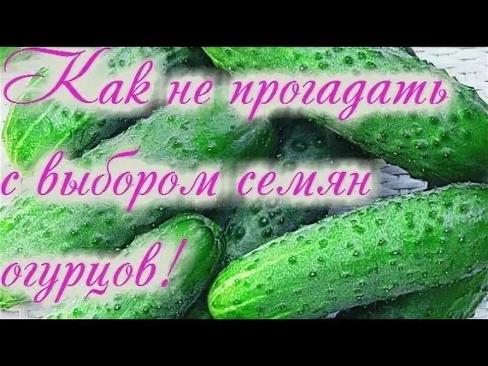 Какие огурцы можно посадить в июне. Какие огурцы можно посадить в июне