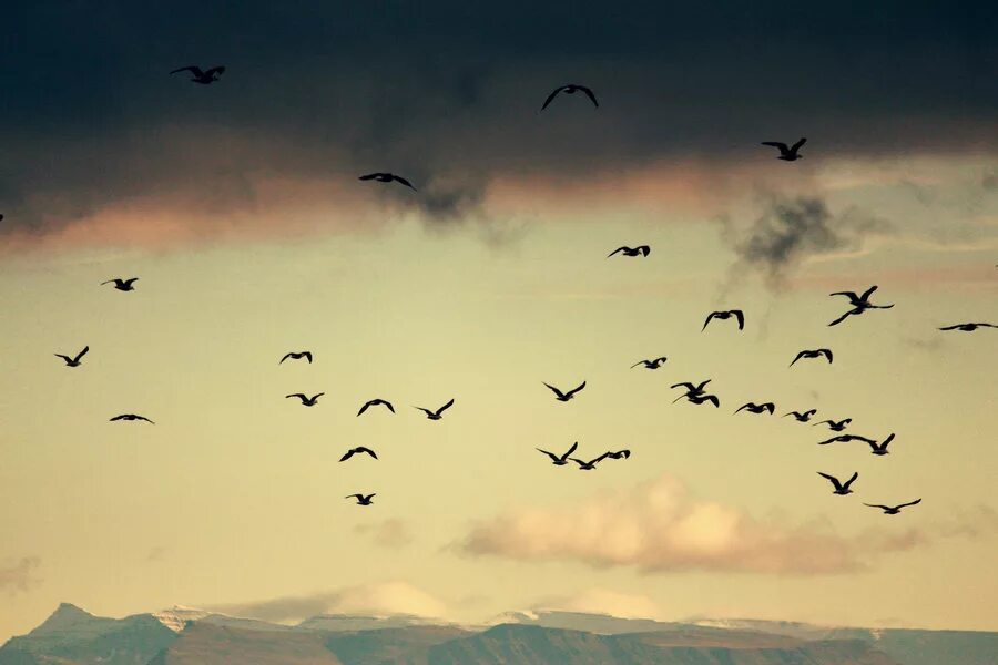 птицы в небе. пролетела стая птиц. птицы в небе. пролетела стая птиц. птицы улетают.