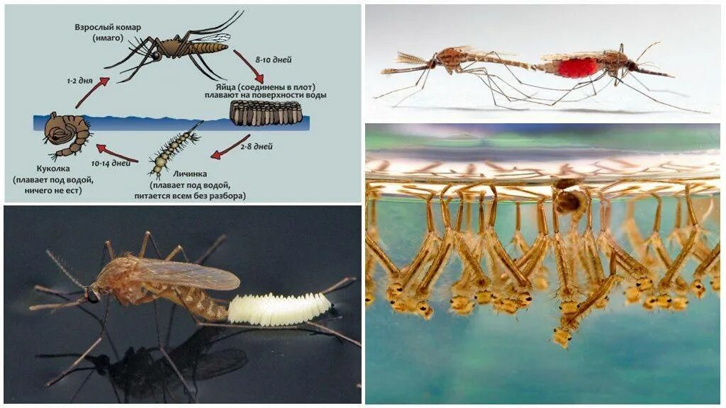 Стадии развития личинки комара. Личинки кровососущих комаров. Цикл развития комара анофелес. Жизненный цикл комара Пискуна.