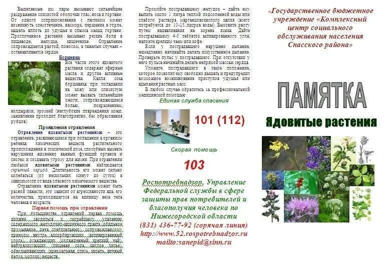 Ядовитые растения для детского сада. Составить памятку ядовитых растений. Памятка осторожно ядовитые растения. Памятка ядовитые растения. Памятка ядовитые рассте.
